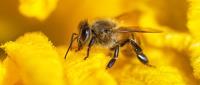 Front Line Bees Removal Adelaide  image 6